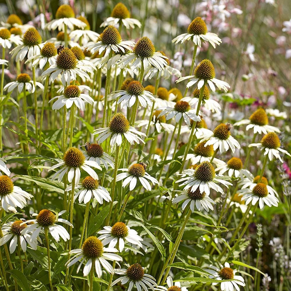 Echinacea weiß blumen in töpfen