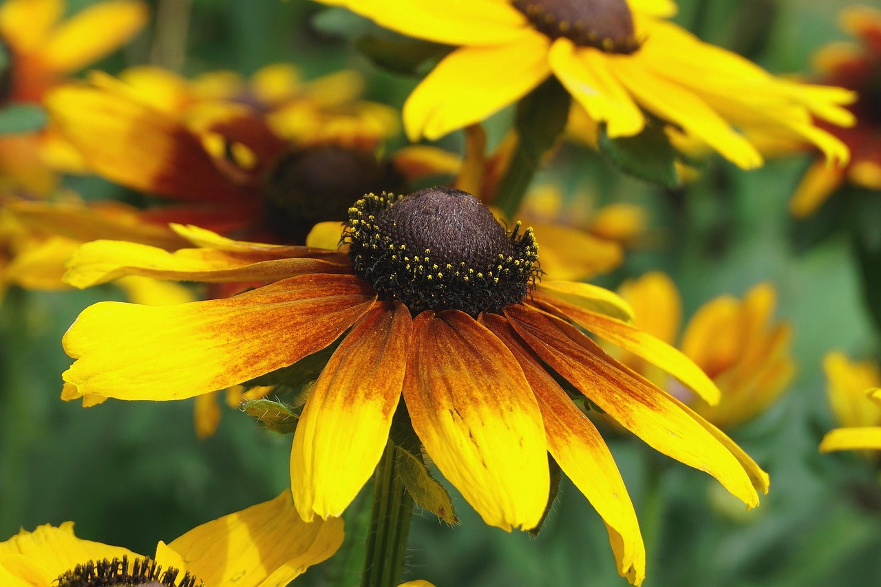 Echinacea gelb blumen in töpfen