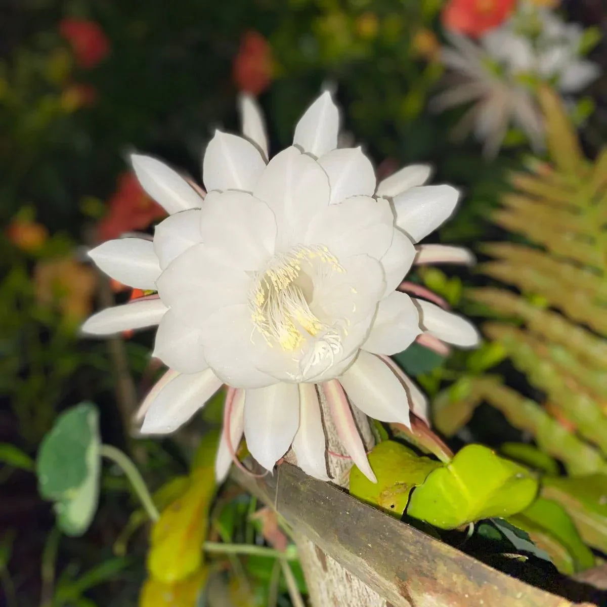 Epiphyllum blumen in töpfen