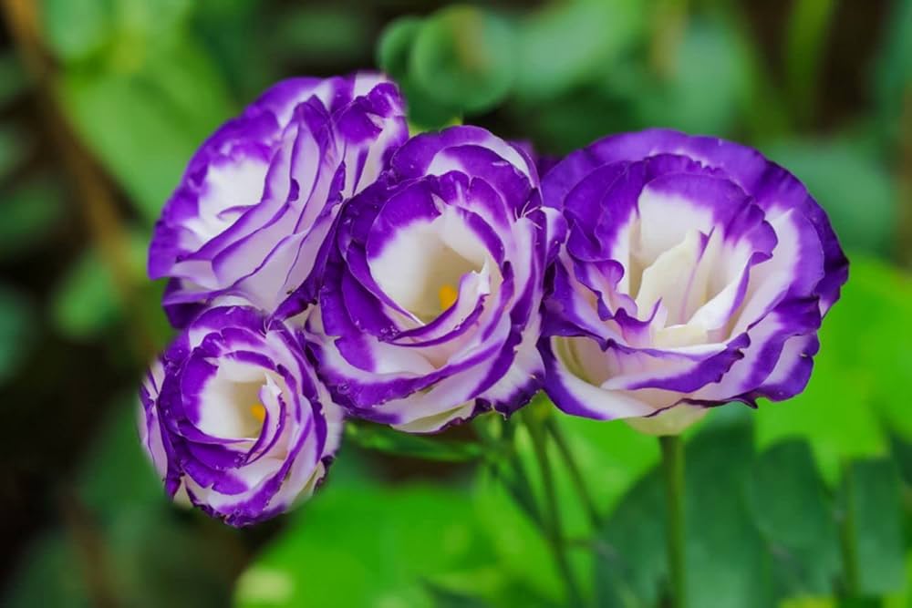 Eustoma volite blumen in töpfen
