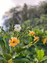 Fagraea fragrant blumen in töpfen
