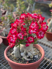 Lady favorite bonsai rose blumen in töpfen