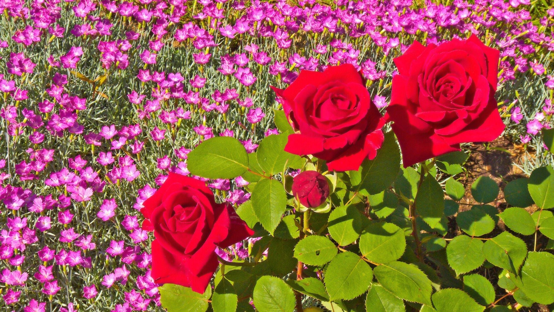 Lady favorite rose blumen in töpfen