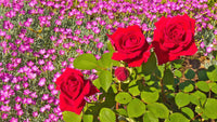 Lady favorite rose blumen in töpfen
