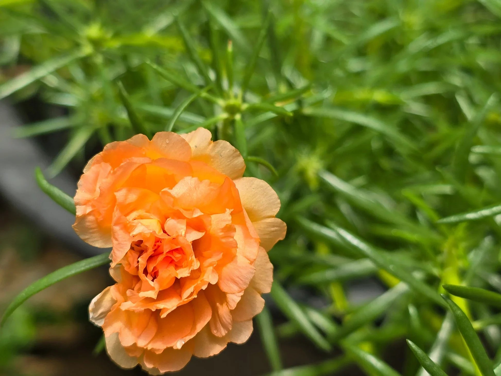 Light orange carnation blumen in töpfen