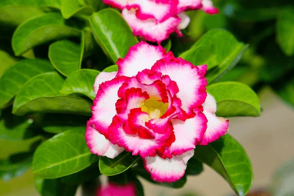 Light rosa adenium blumen in töpfen