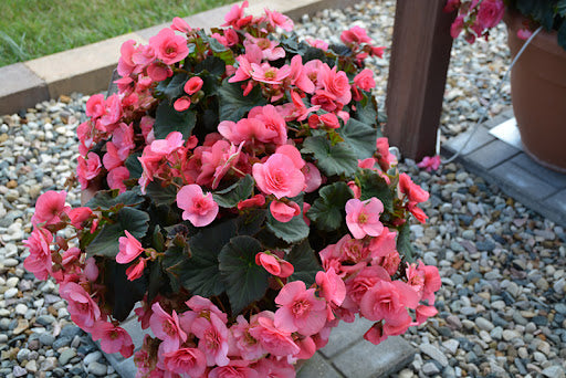 Light rosa begonia blumen in töpfen