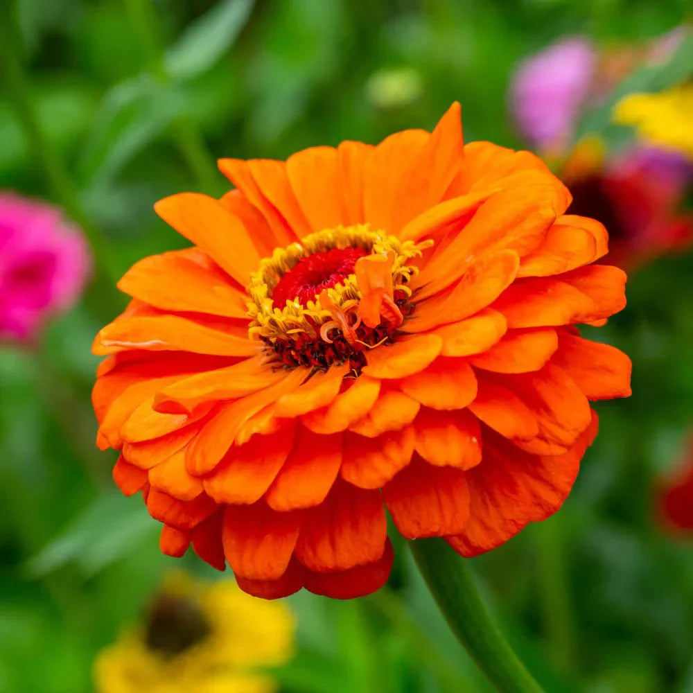 Light rot zinnia blumen in töpfen