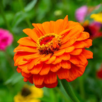Light rot zinnia blumen in töpfen