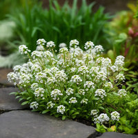 Lobularia maritima blumen in töpfen