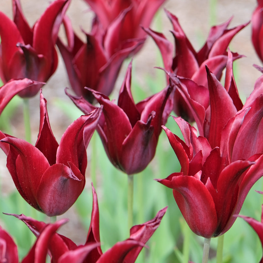 Maroon tulip blumen in töpfen