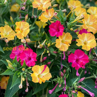 Mirabilis jalapa blumen in töpfen