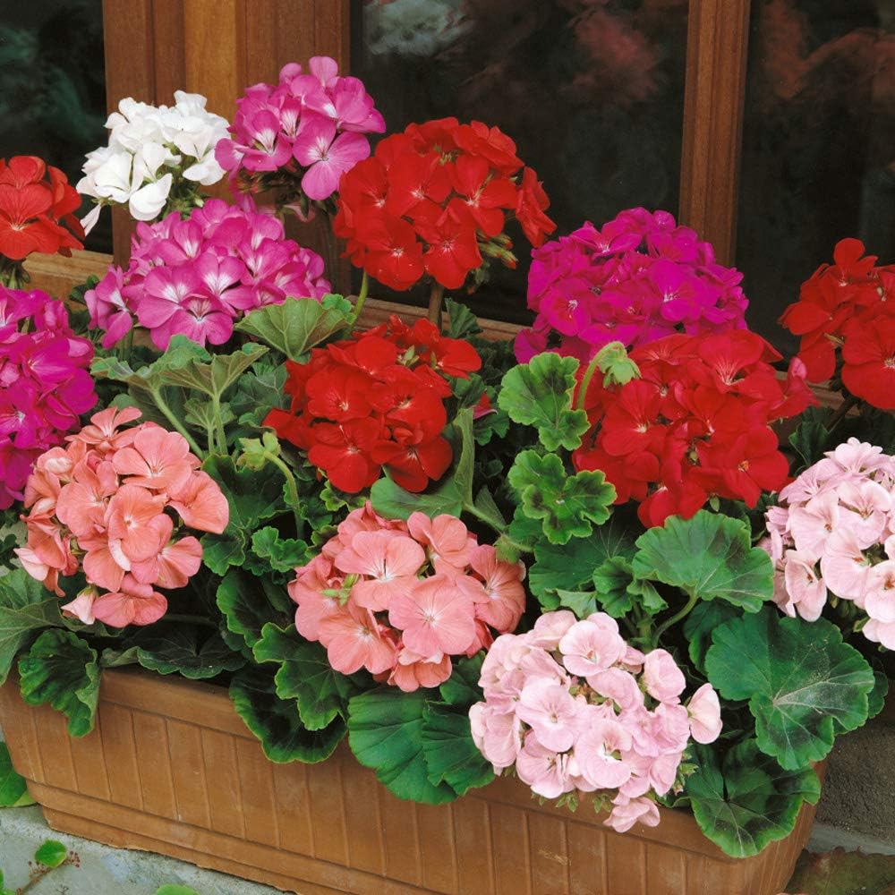 Mixed geranium blumen in töpfen