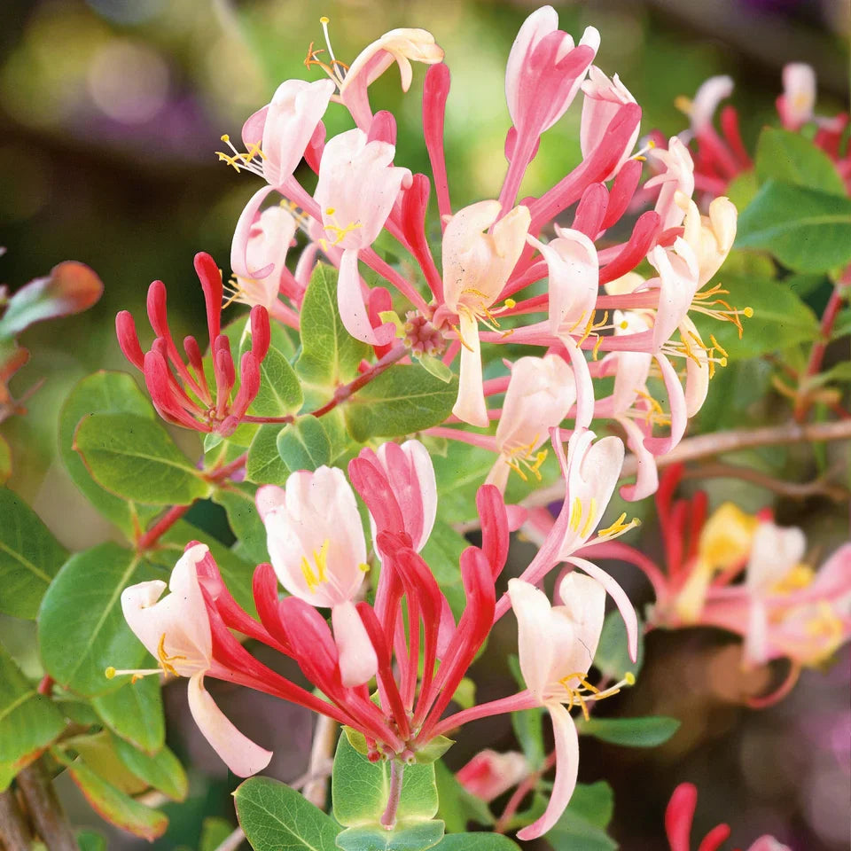 Mixed honeysuckle blumen in töpfen