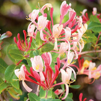 Mixed honeysuckle blumen in töpfen