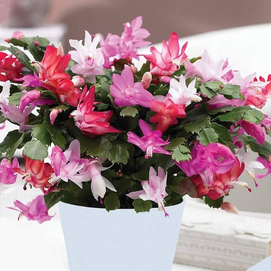 Mixed schlumbergera blumen in töpfen