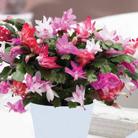Mixed schlumbergera blumen in töpfen