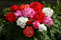 Mixed univalve geranium blumen in töpfen