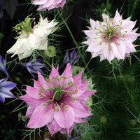 Nigella damascena rosa blumen in töpfen