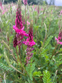 Onobrychis meadow blumen in töpfen