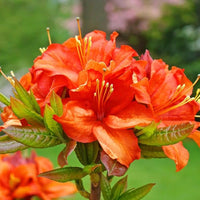 Orange azalea blumen in töpfen