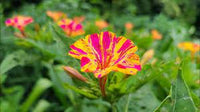 Mirabilis orange blumen wachsend in töpfen