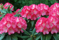 Rosa azalea blumen in töpfen