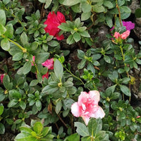 Rosa & grün azalea blumen in töpfen