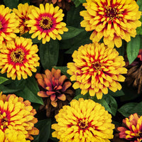 Rosa & gelb zinnia blumen in töpfen