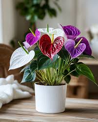 Lila anthurium blumen in töpfen