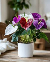 Lila anthurium blumen in töpfen