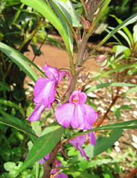 Lila impatiens balsamina blumen in töpfen