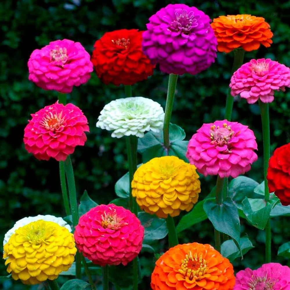 Lila & gelb zinnia blumen in töpfen
