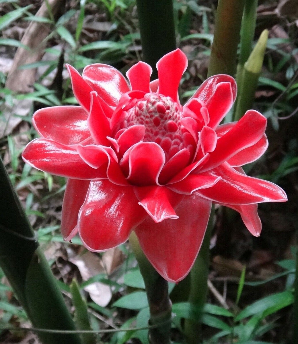 Rot grün torch ginger blumen in töpfen