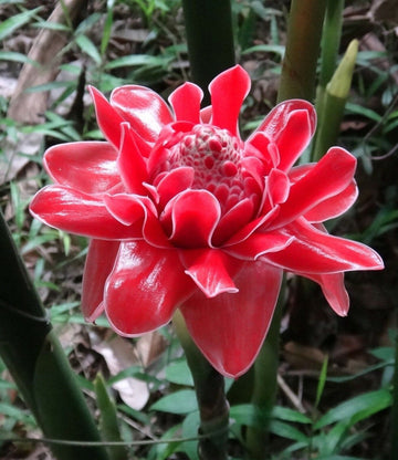 Rot grün torch ginger blumen in töpfen