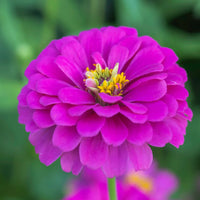 Rot lila zinnia blumen in töpfen