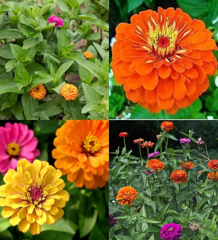 Rich braun rot zinnia blumen in töpfen