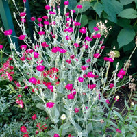 Rose campion magenta blumen in töpfen