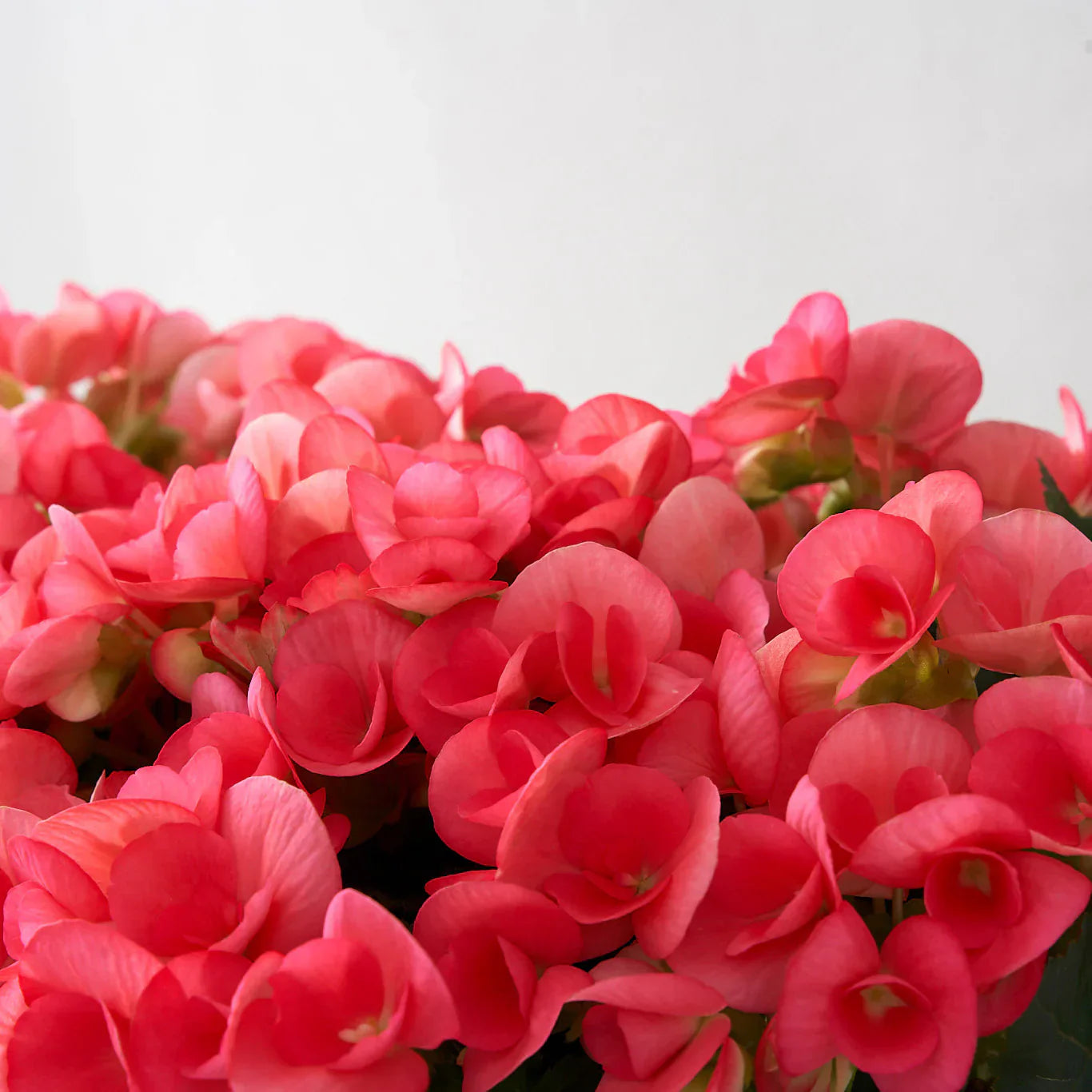 Rose rieger begonia blumen in töpfen