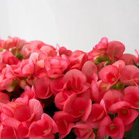 Rose rieger begonia blumen in töpfen