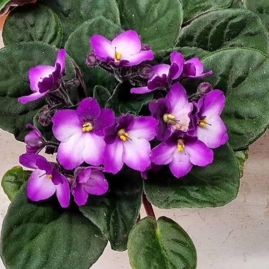 Saintpaulia weiß violet blumen in töpfen