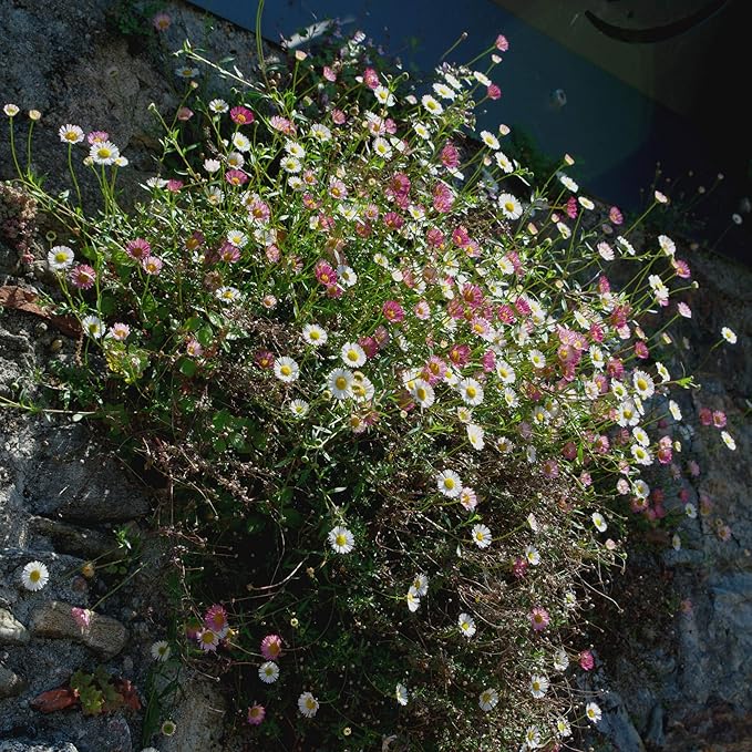 Santa barbara blumen wachsend in töpfen