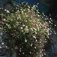 Santa barbara blumen wachsend in töpfen