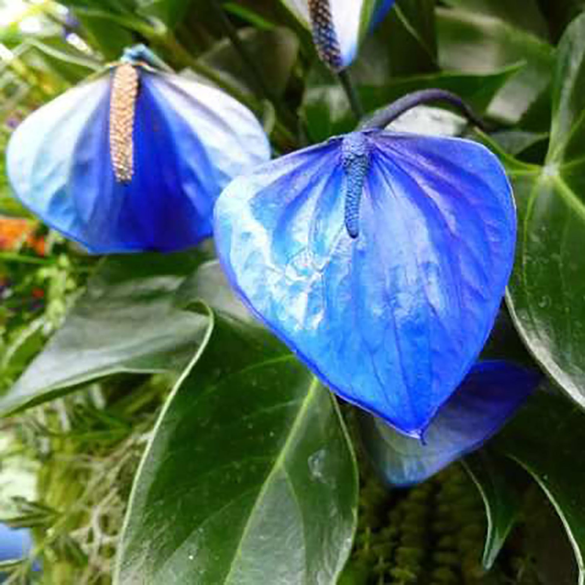 Sky blau anthurium blumen in töpfen