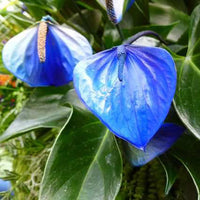 Sky blau anthurium blumen in töpfen