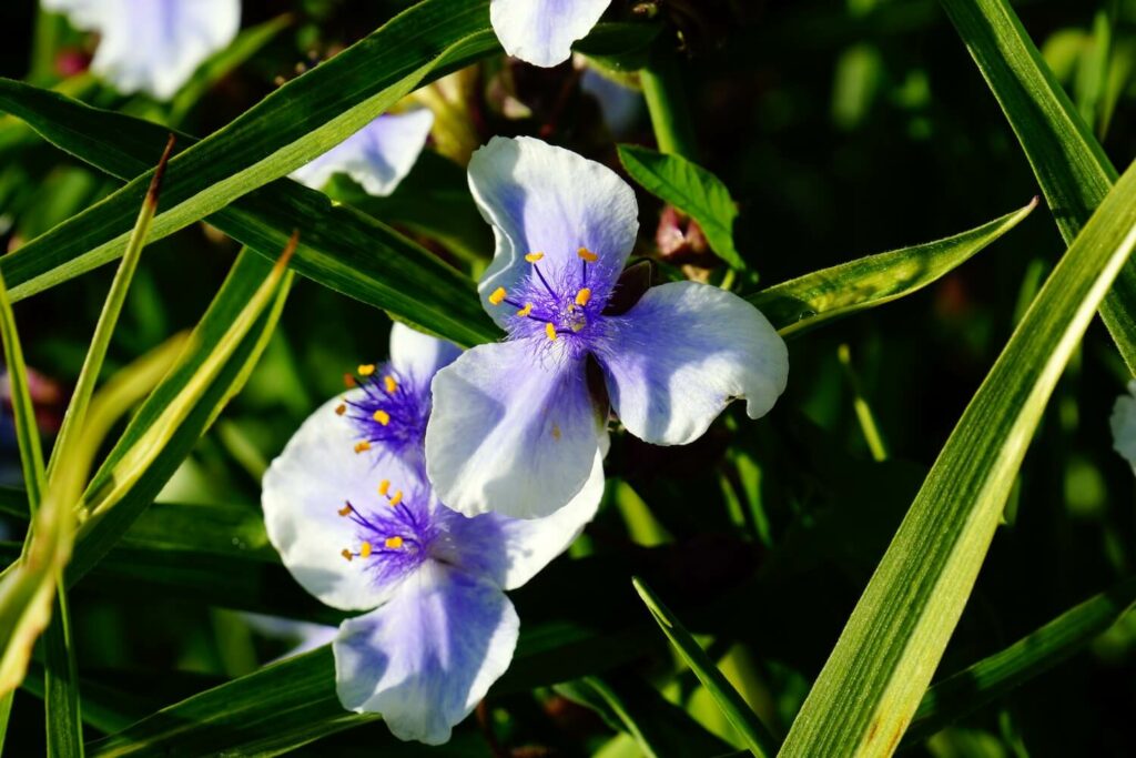 Spiderwort blumen wachsend in töpfen
