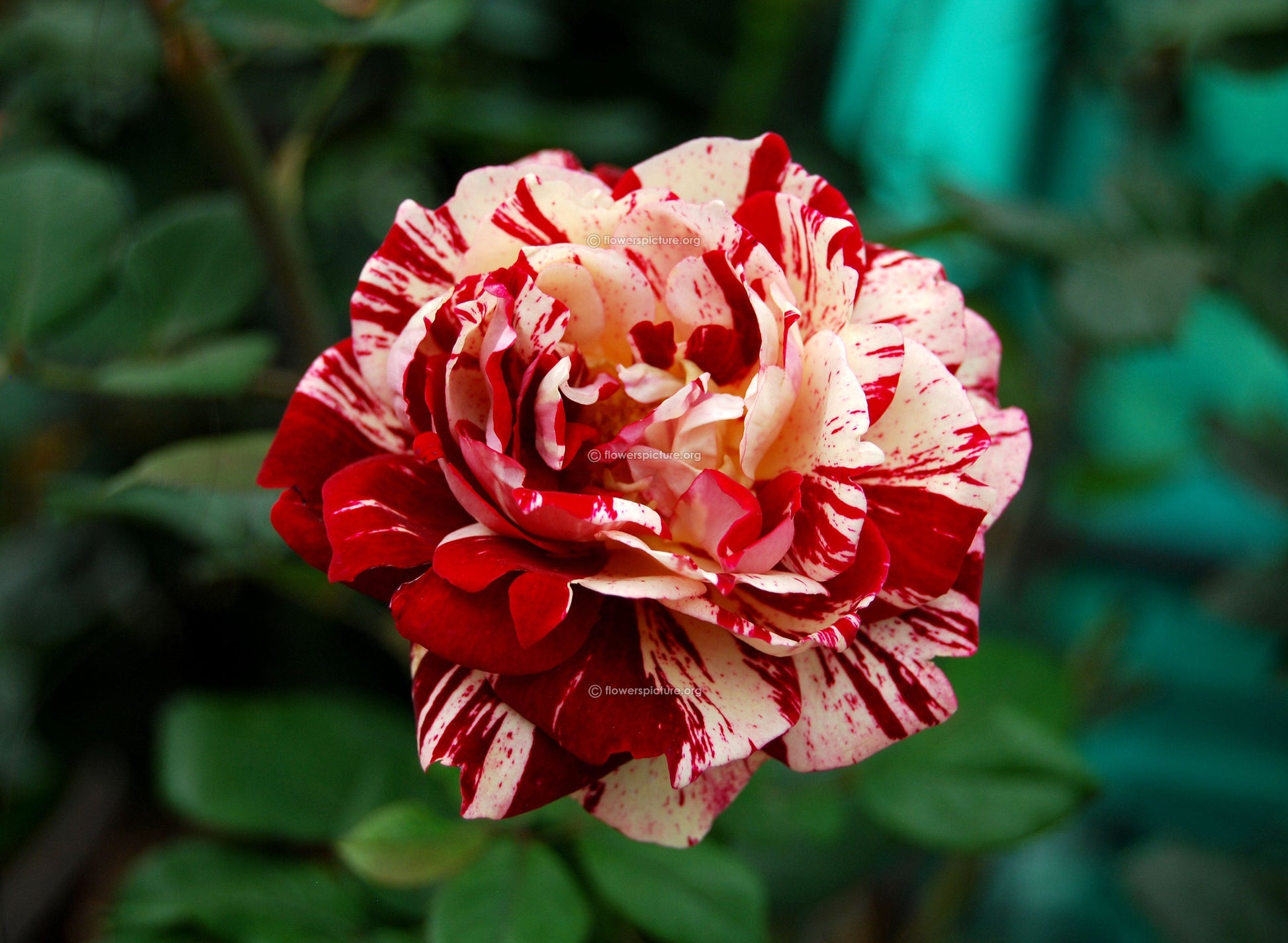 Strip shrub rose wachsend in töpfen