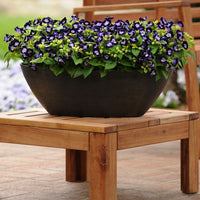 Torenia kauai blumen in töpfen