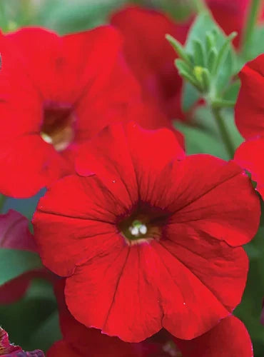 Velour petunia blumen in töpfen