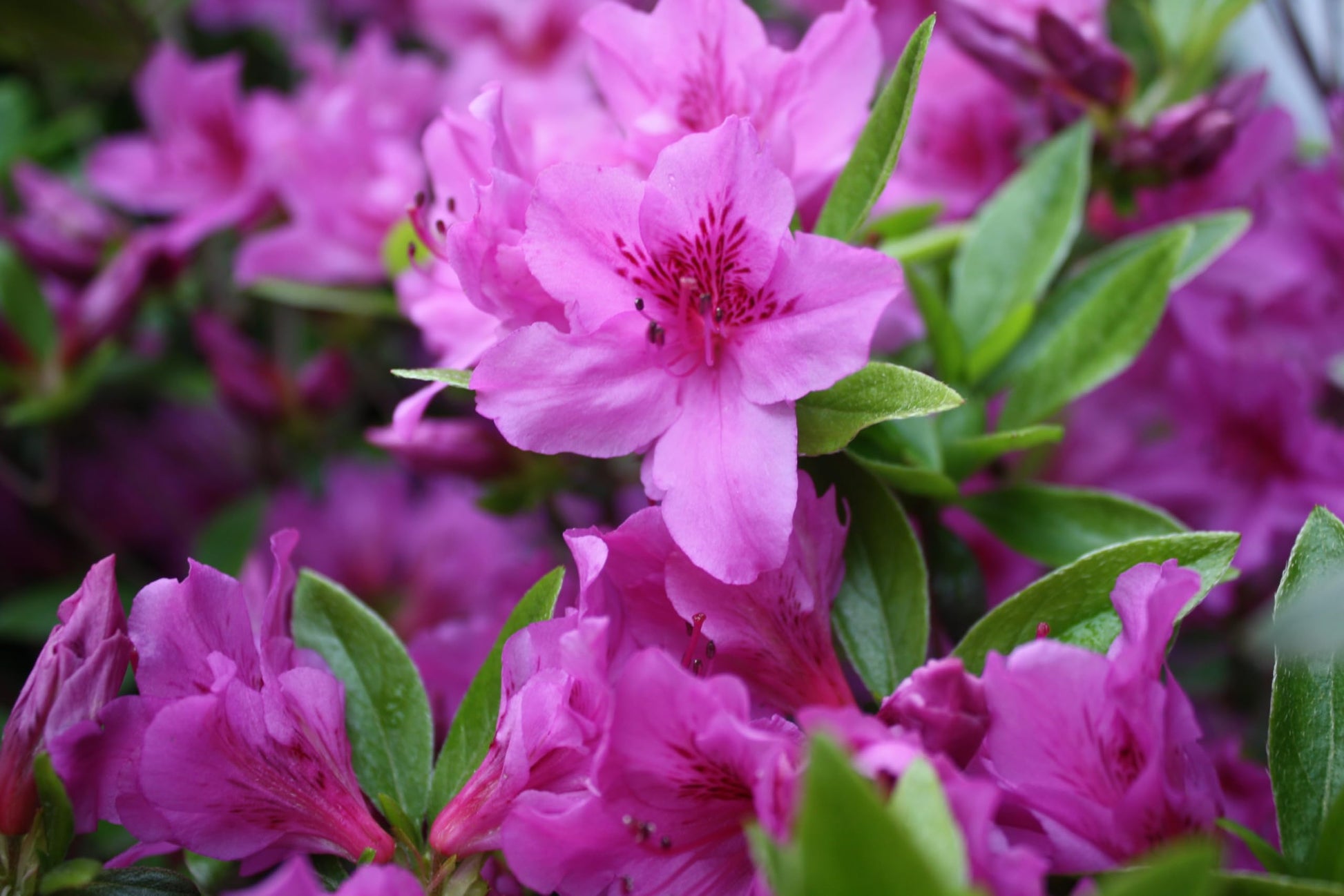 Violet azalea blumen in töpfen